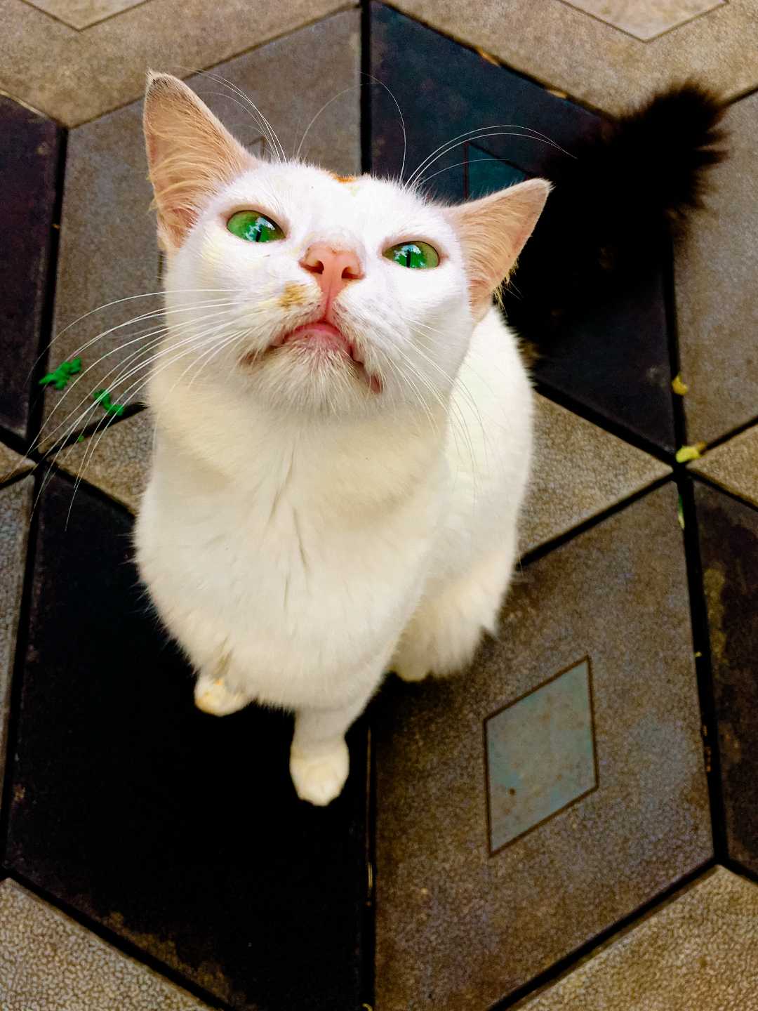 kuttappi 😘🐈