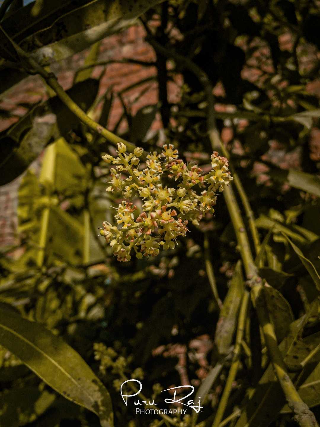Mango Tree Flower 