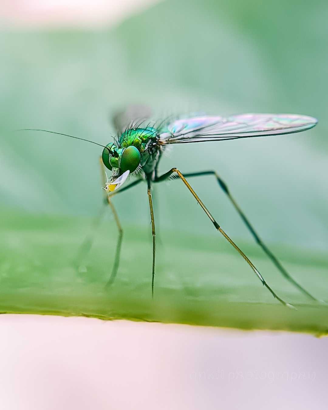 green it is which defines nature 