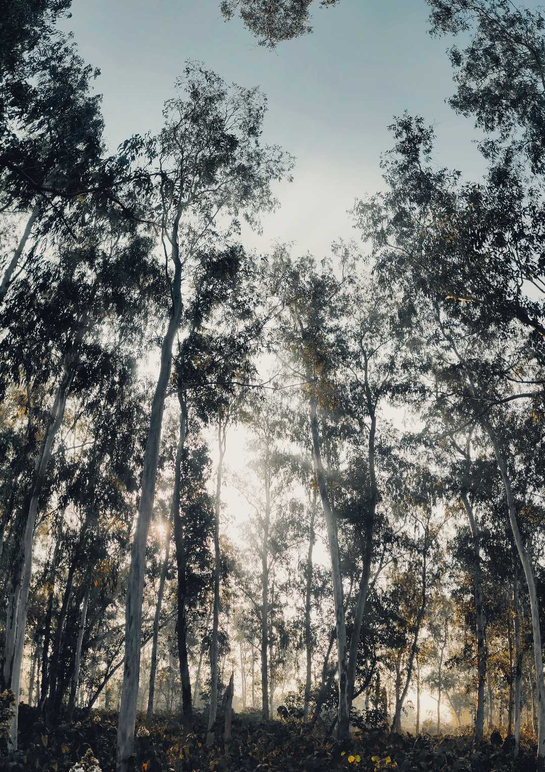 Between trees