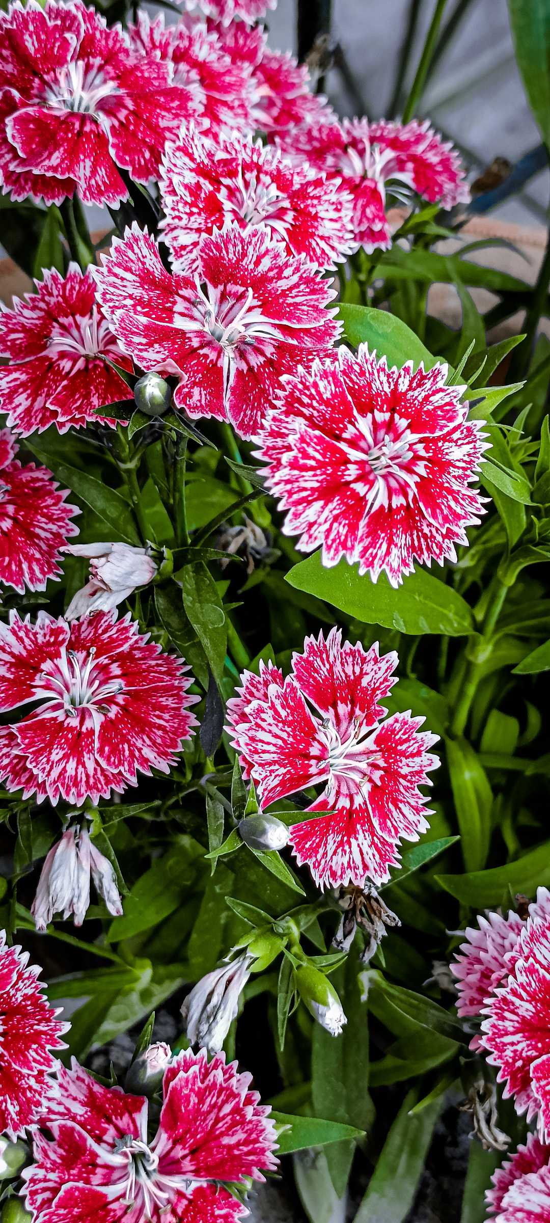 I Think ! You Also Like Flowers 😊🌷
