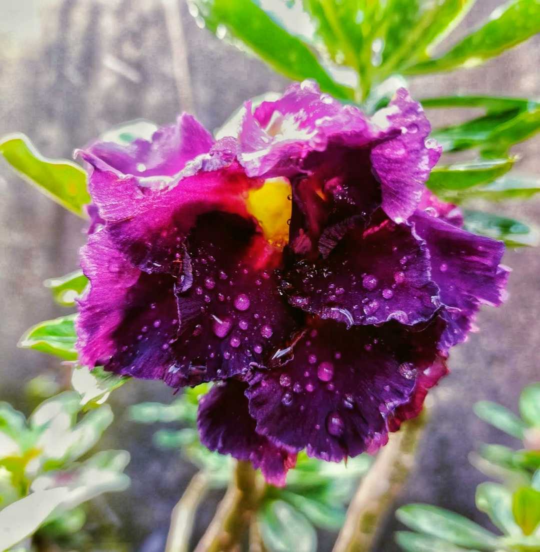 Adenium Madeira