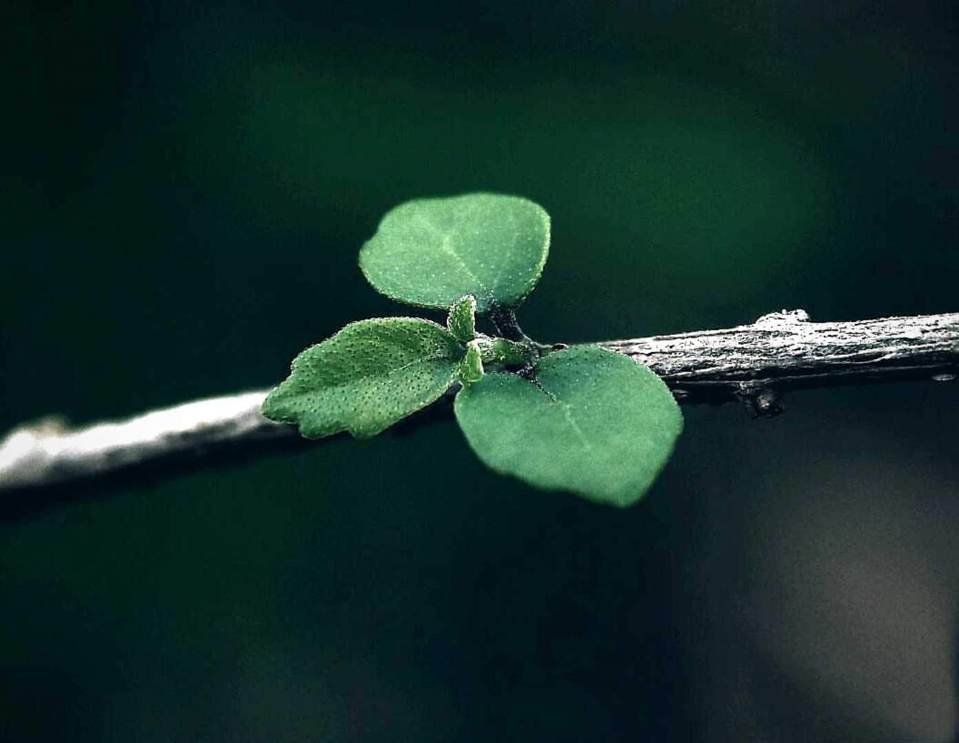 Daun
