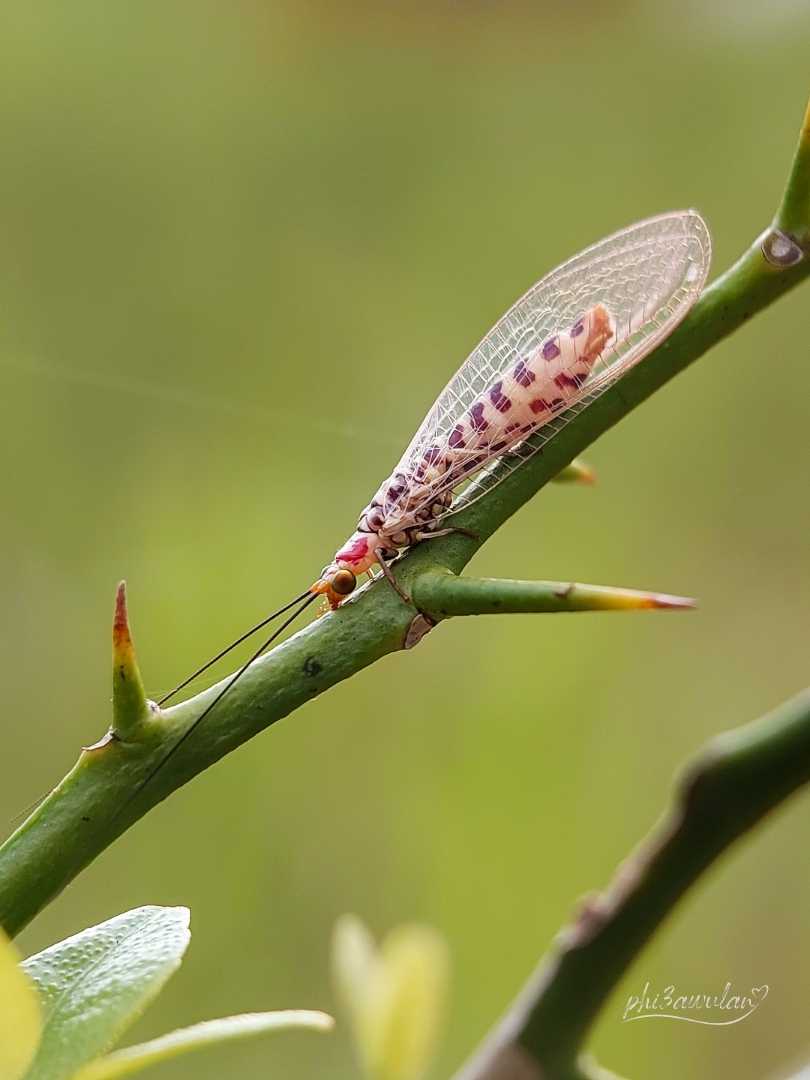 Lacewings