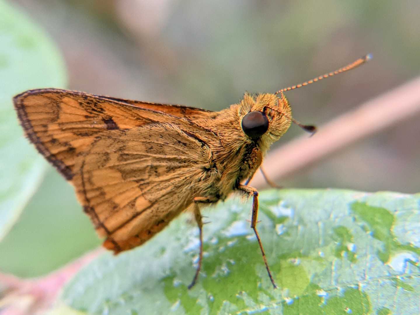 Potanthus omaha