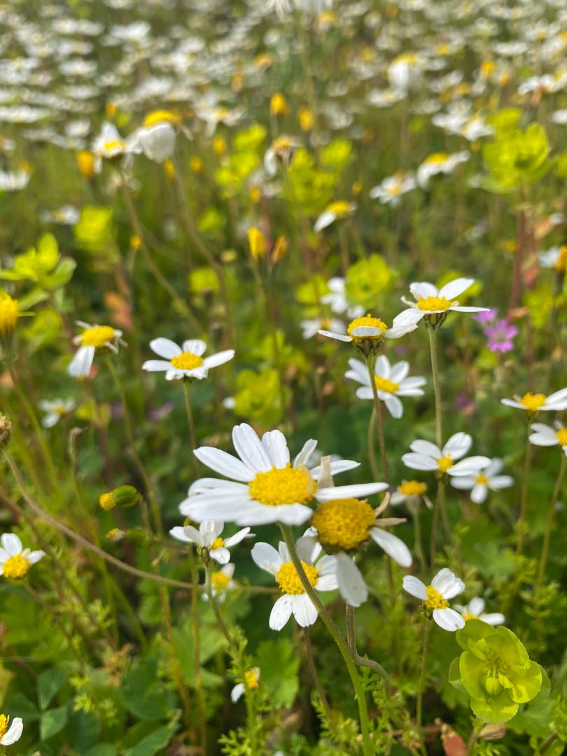 🌼