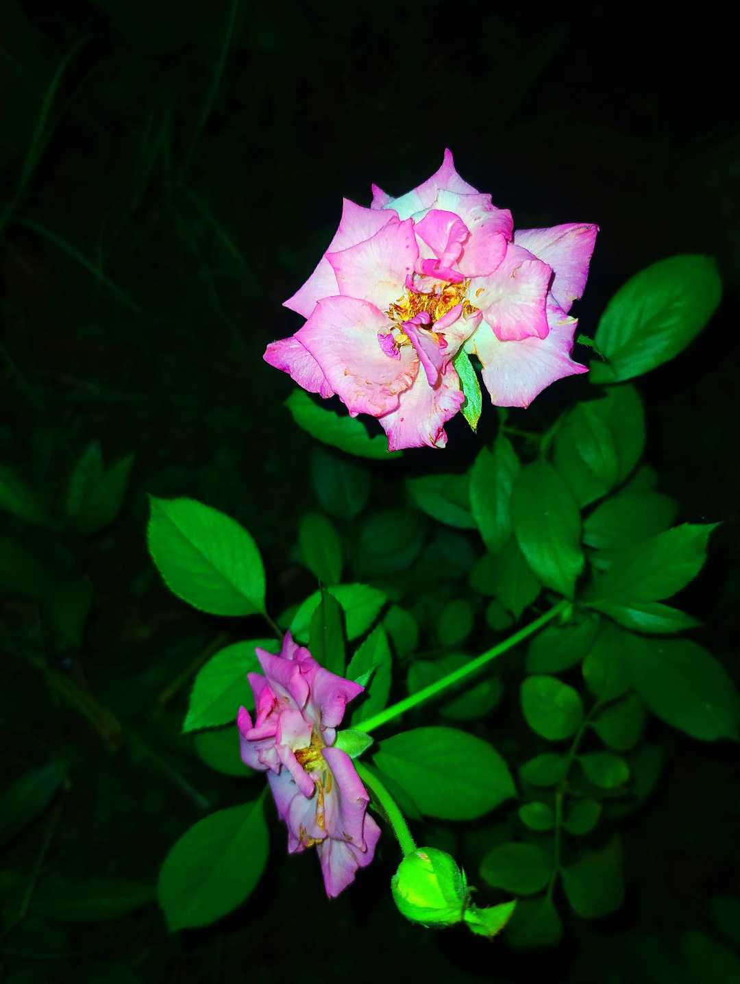 Rose flower🌷