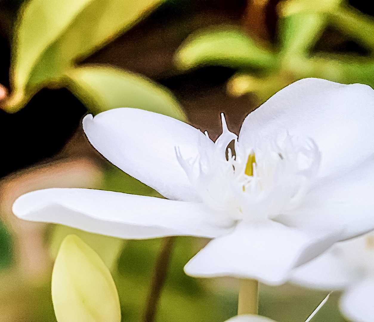 Wrightia