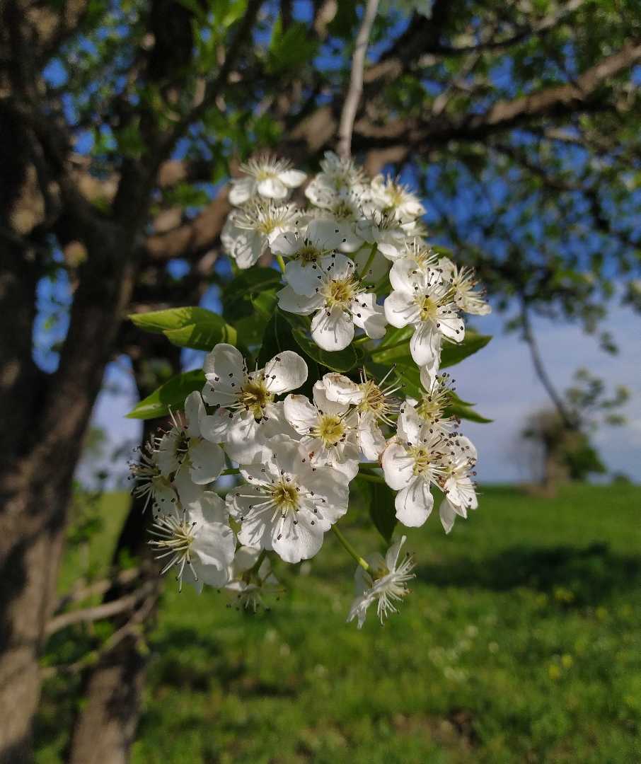 white flowers