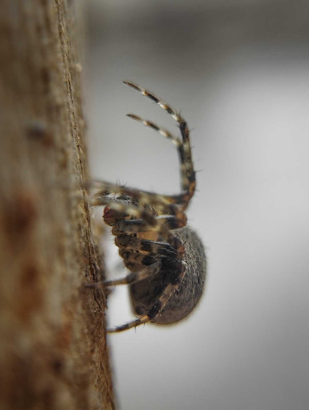 Guess the name of this spider 