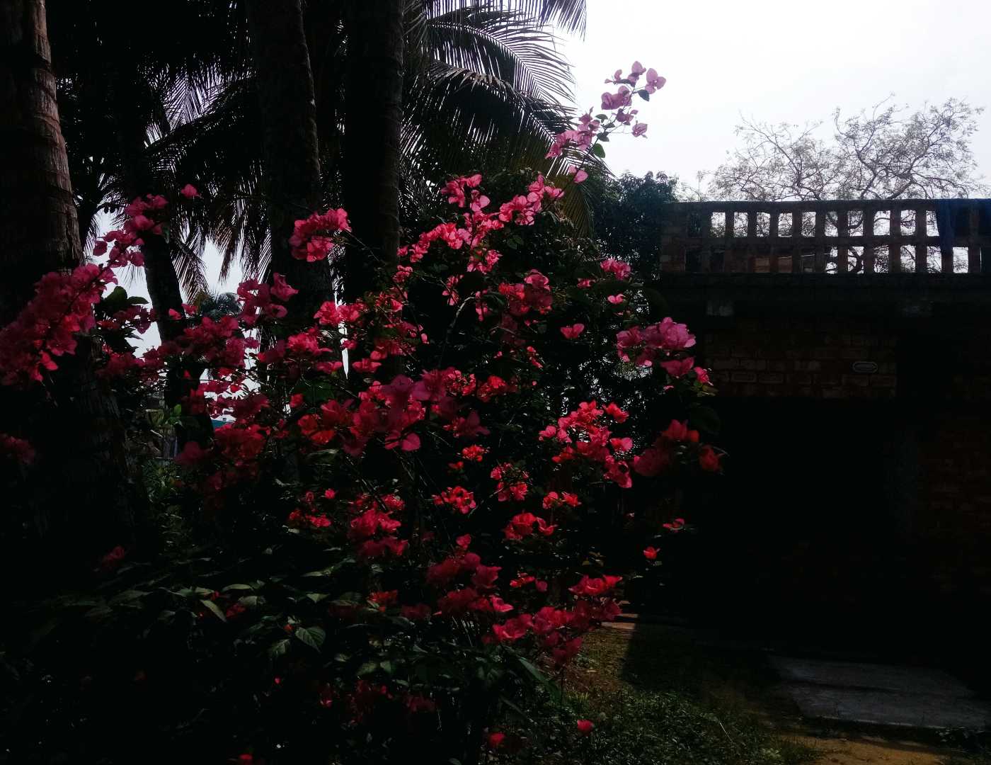 Beautiful Bougainvillea 🌸