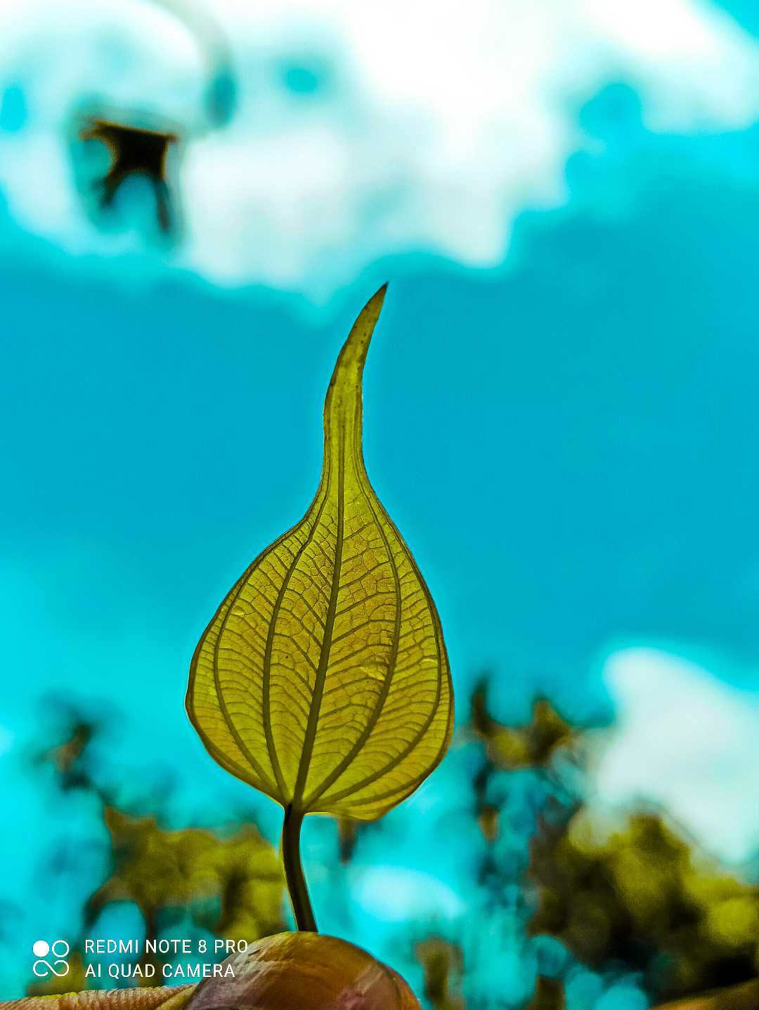 🍃Leaf