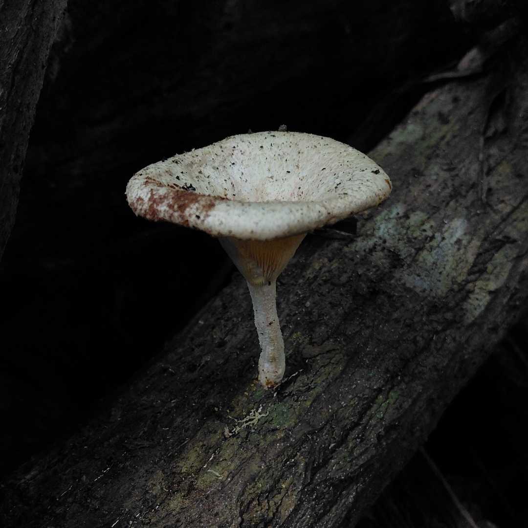 Mushroom