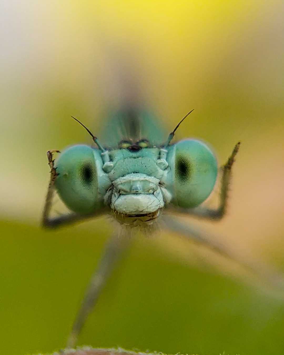 Damselfly