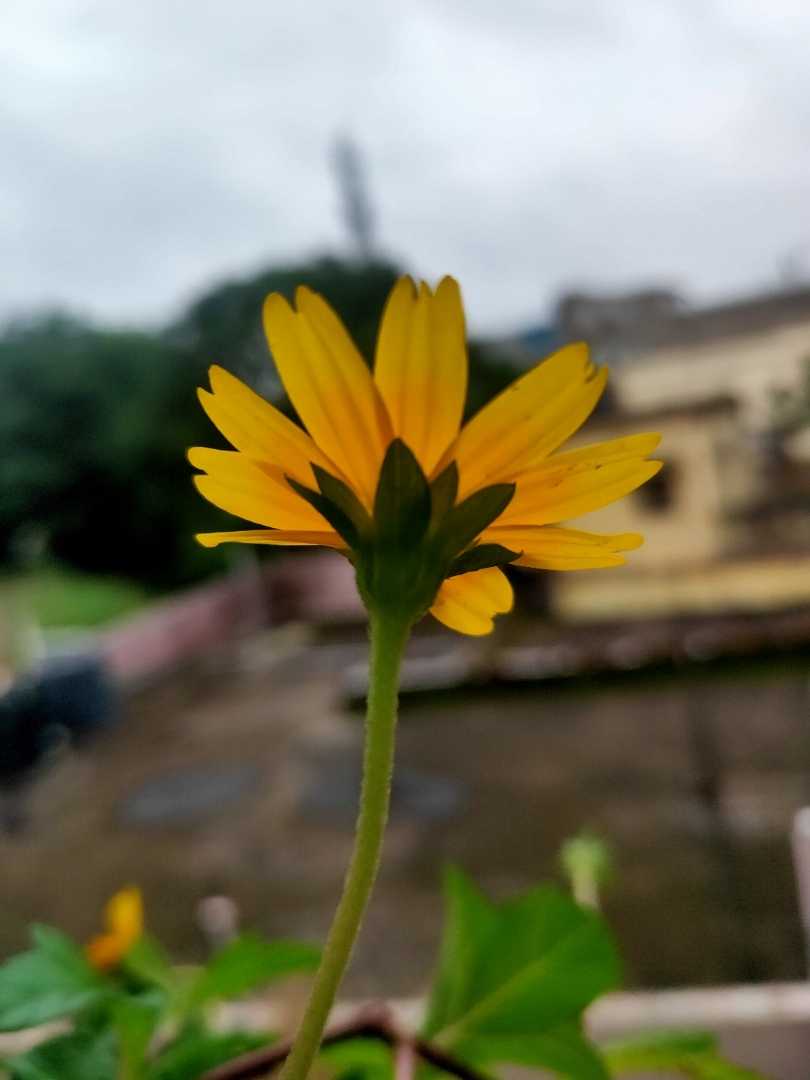 Good Morning Pindlers