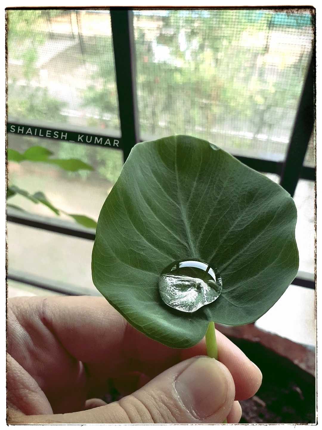 Water droplet on Taro root (Arbi ) leave 😊