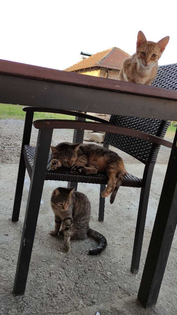 Three storey cats