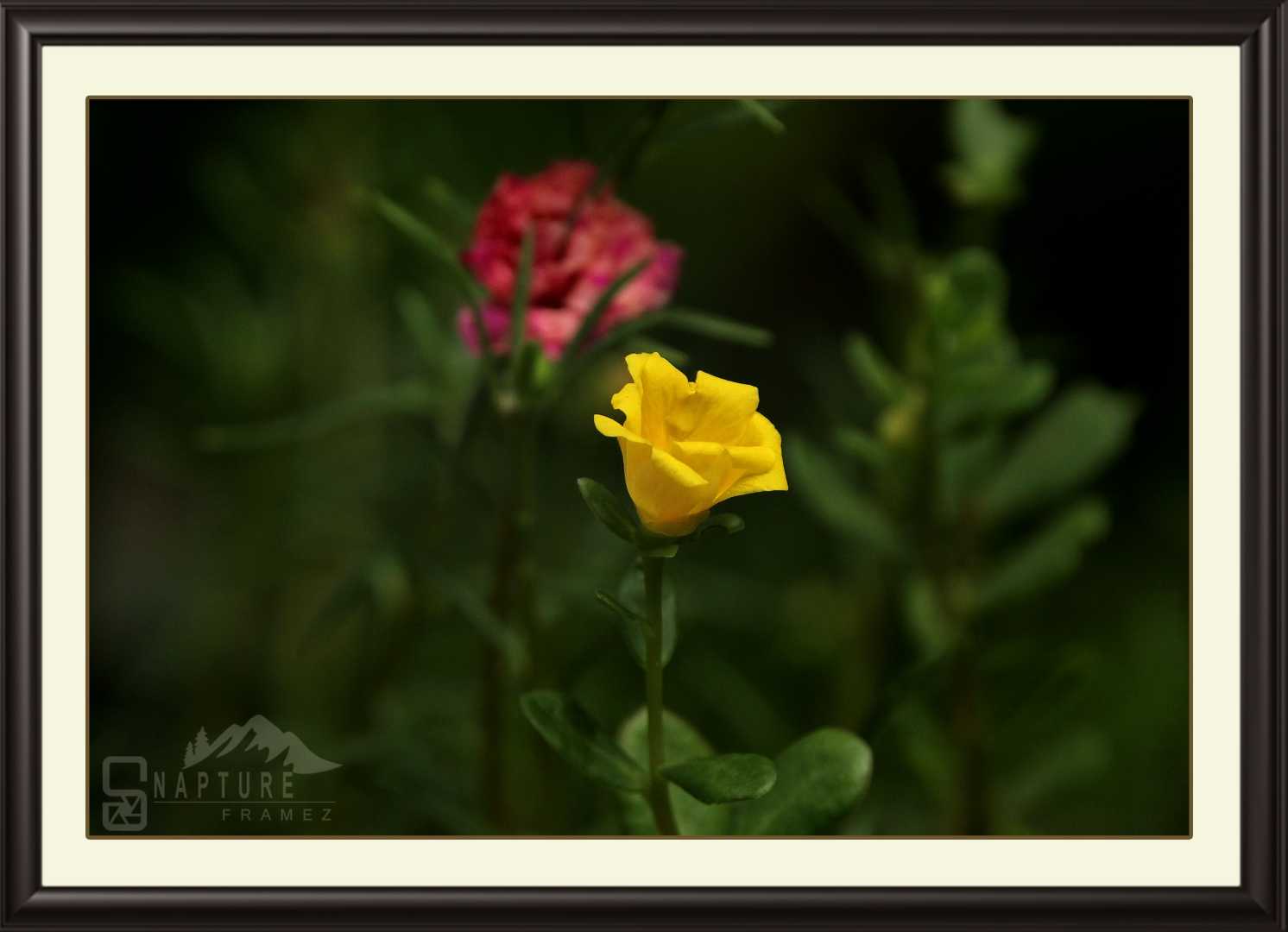 Yellow Flower 