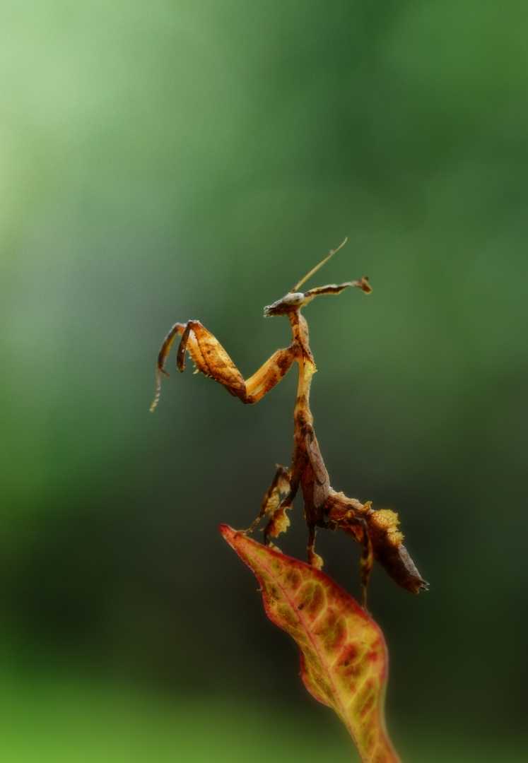 gosht mantis
