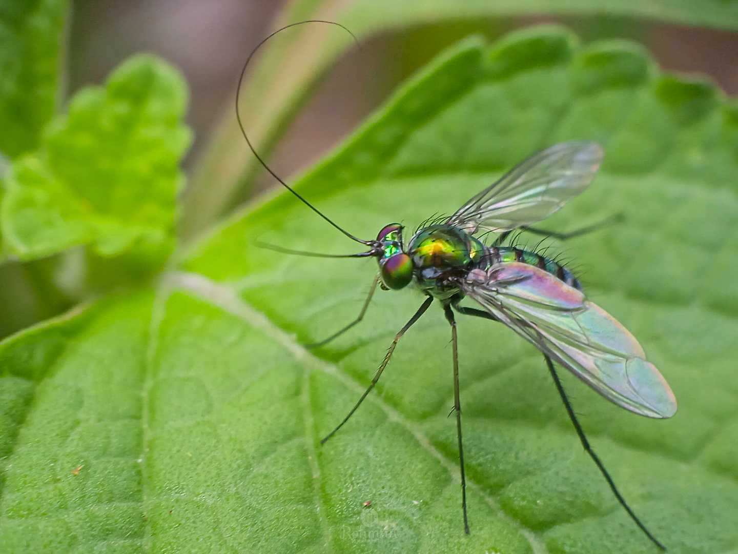Condylostylus