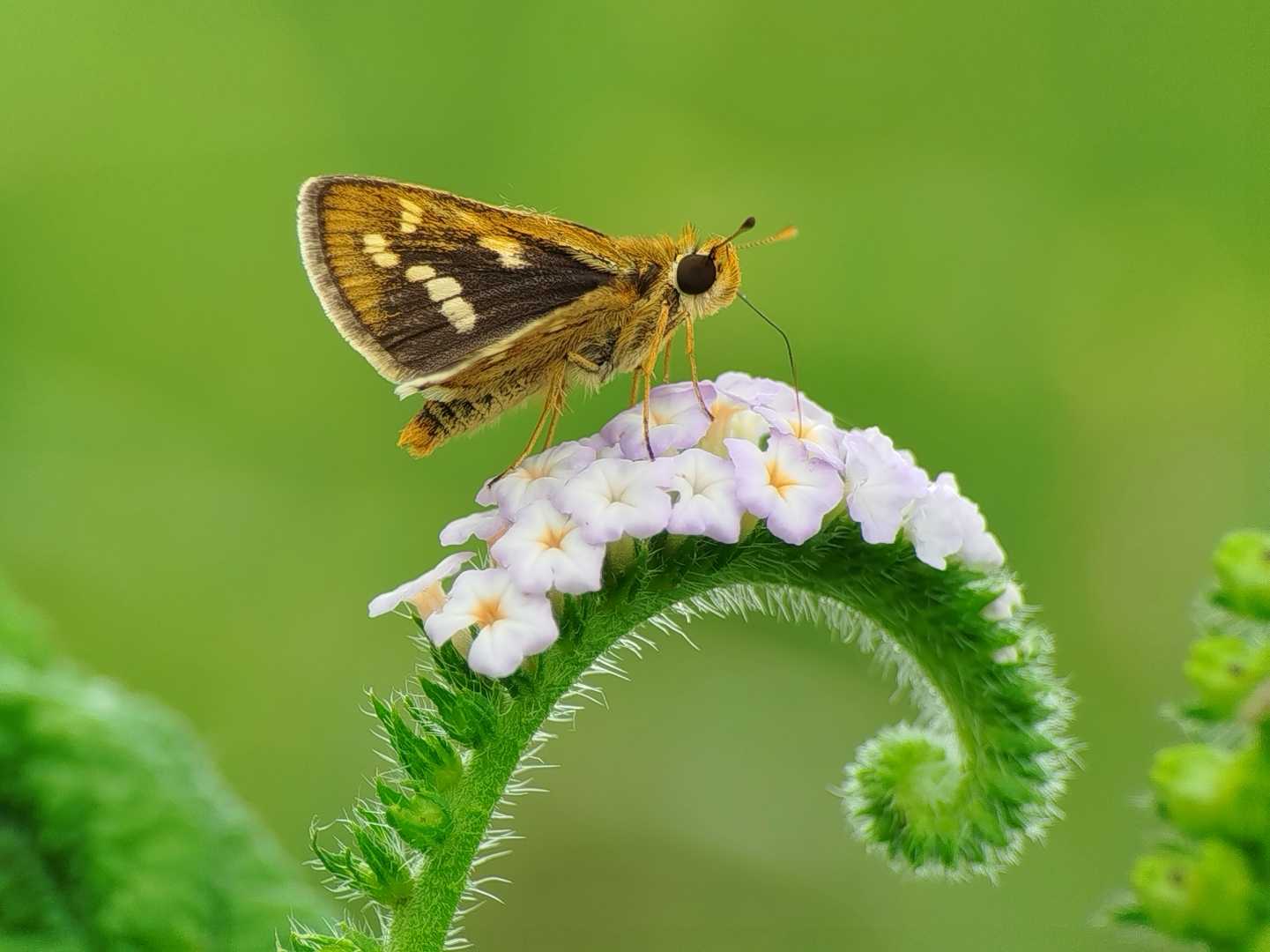 Potanthus omaha, 🦋