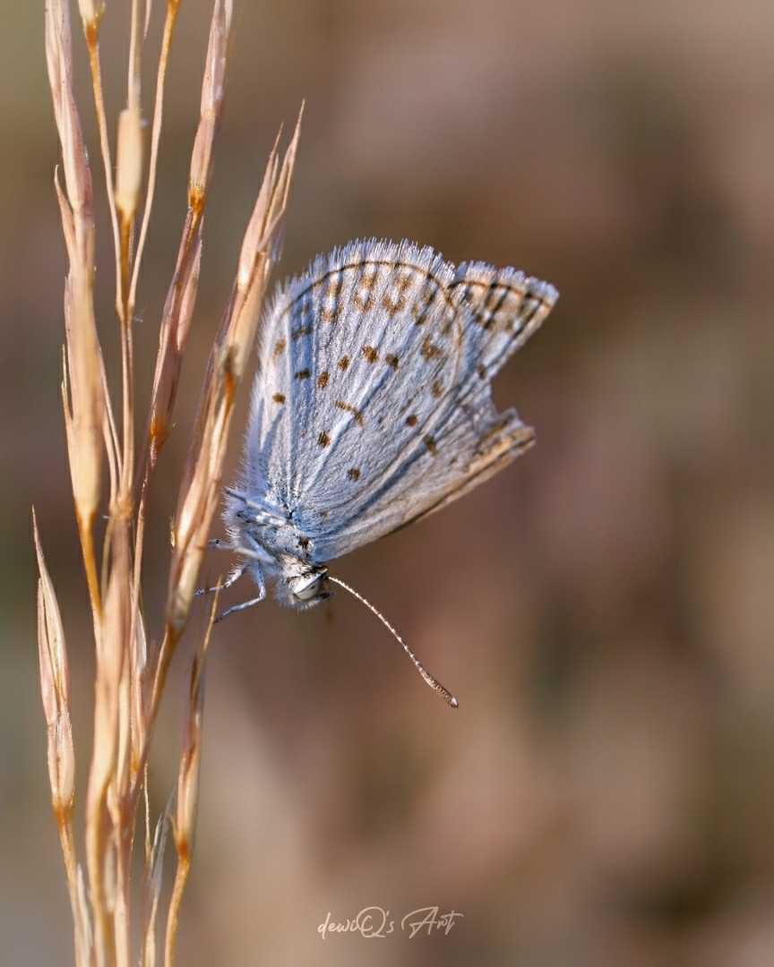 Polyommatus icarus