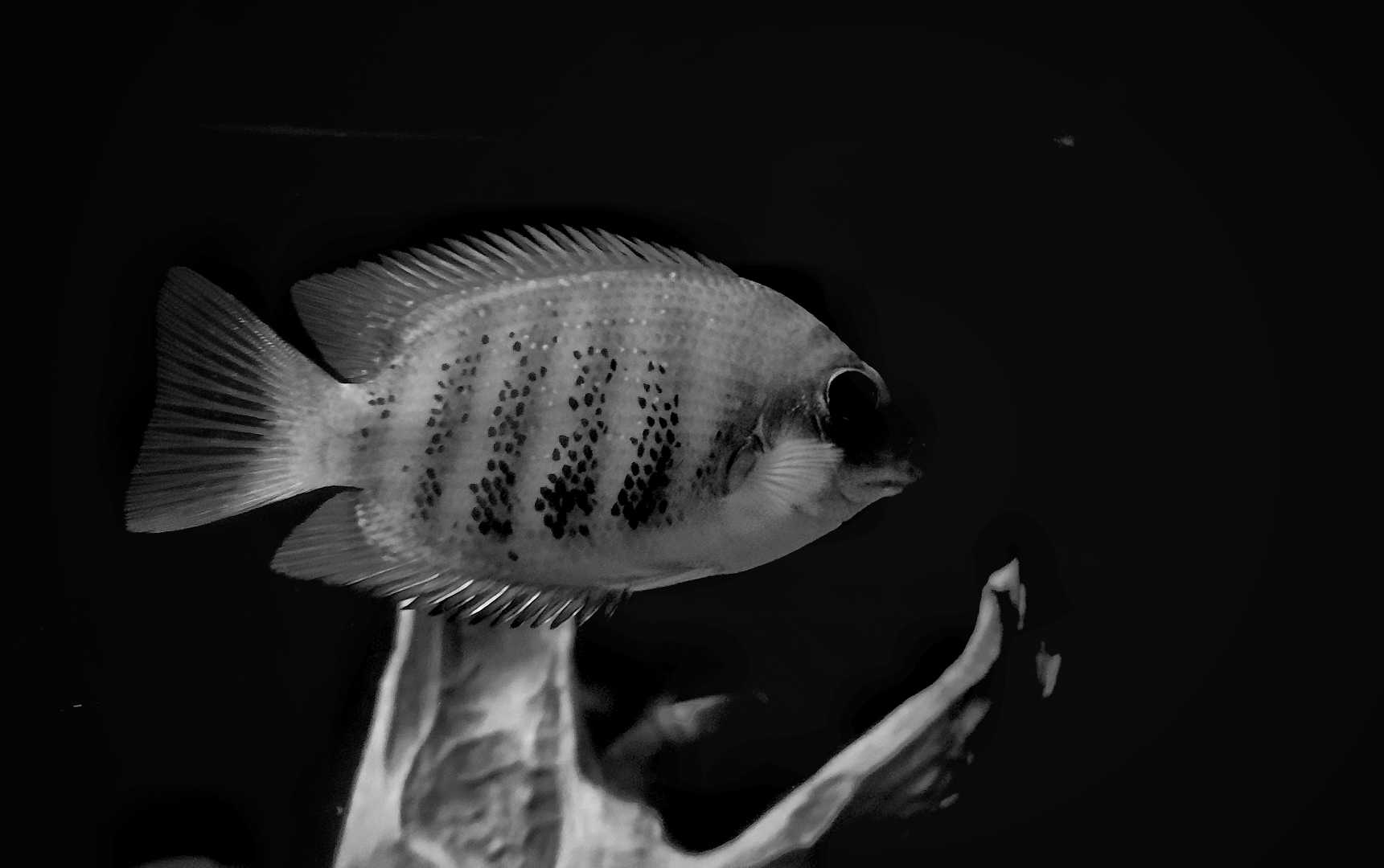 Green Chromide Cichlid fish 