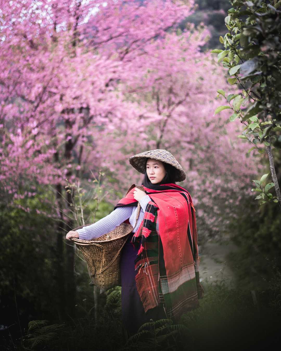 cherry blossoms mao