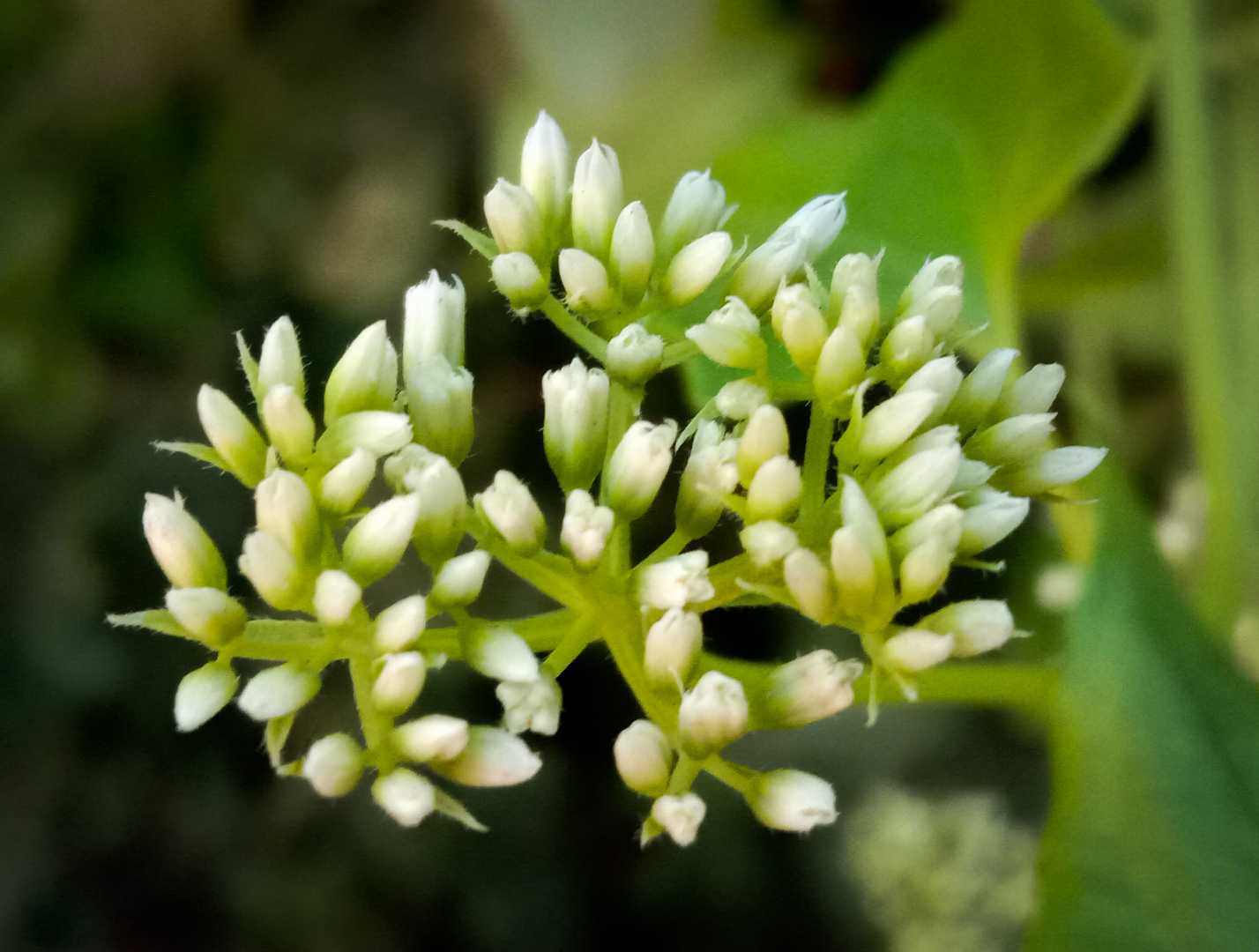 Mikania Micrantha