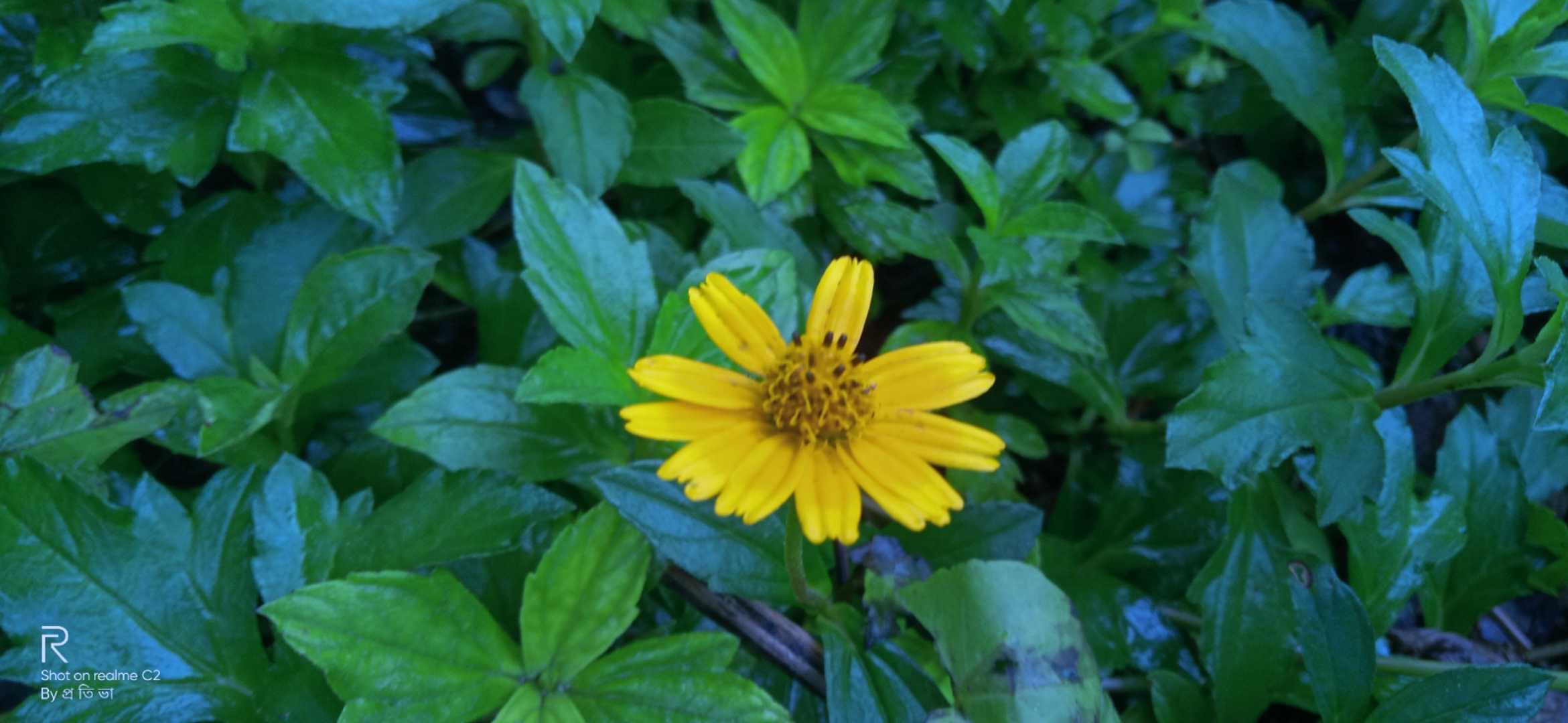 Oh! Yellow Little...