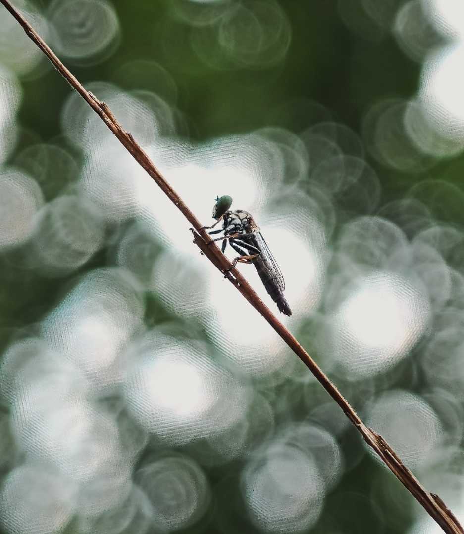 Bokeh Magic