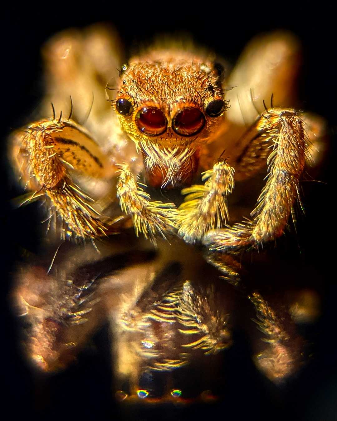 The jumping pet