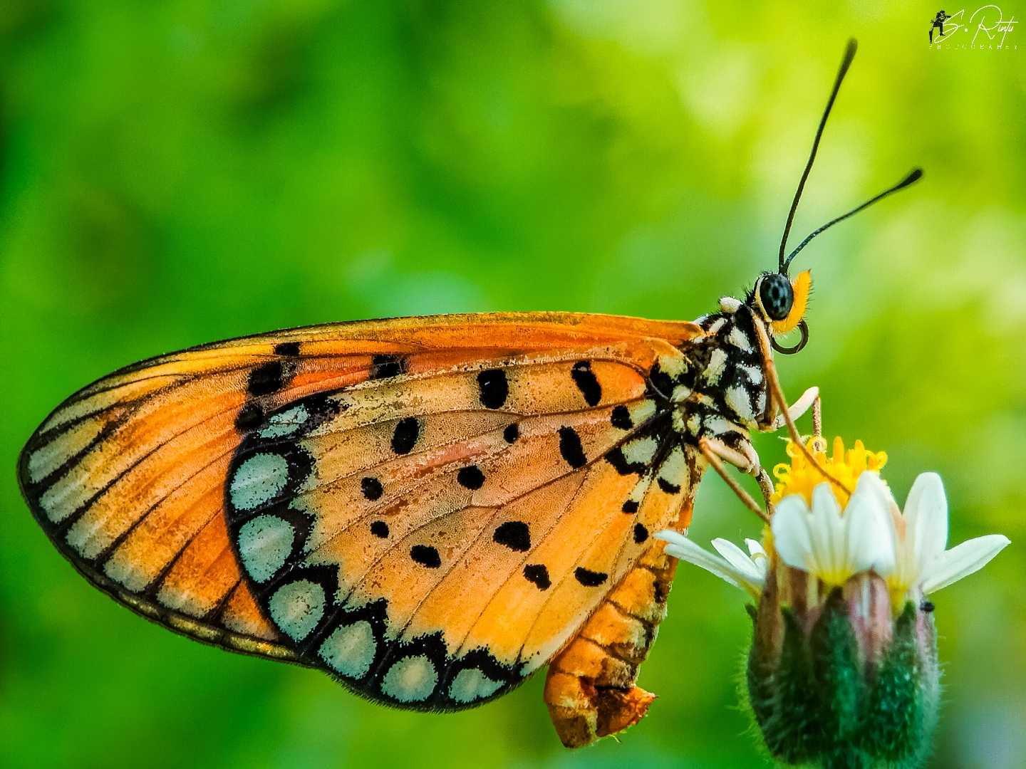 the beauty 
