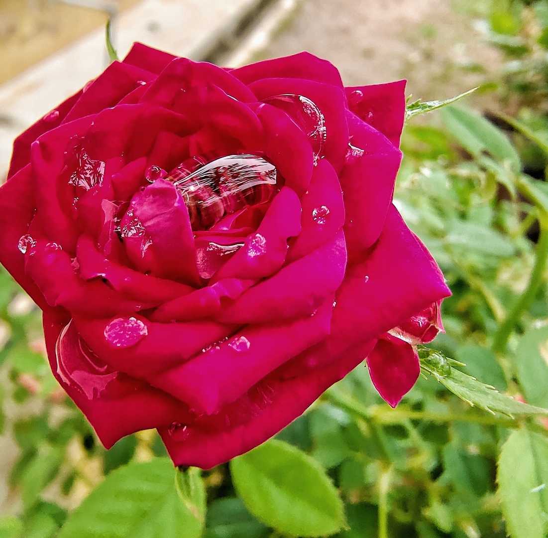 Red Rose