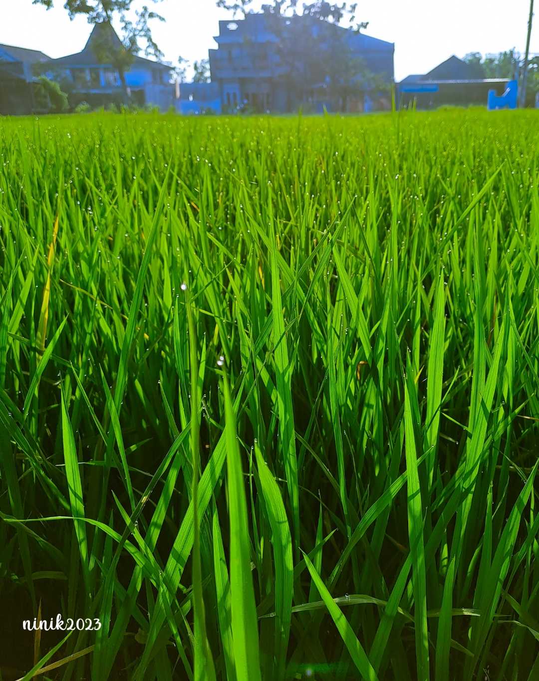 SAWAH