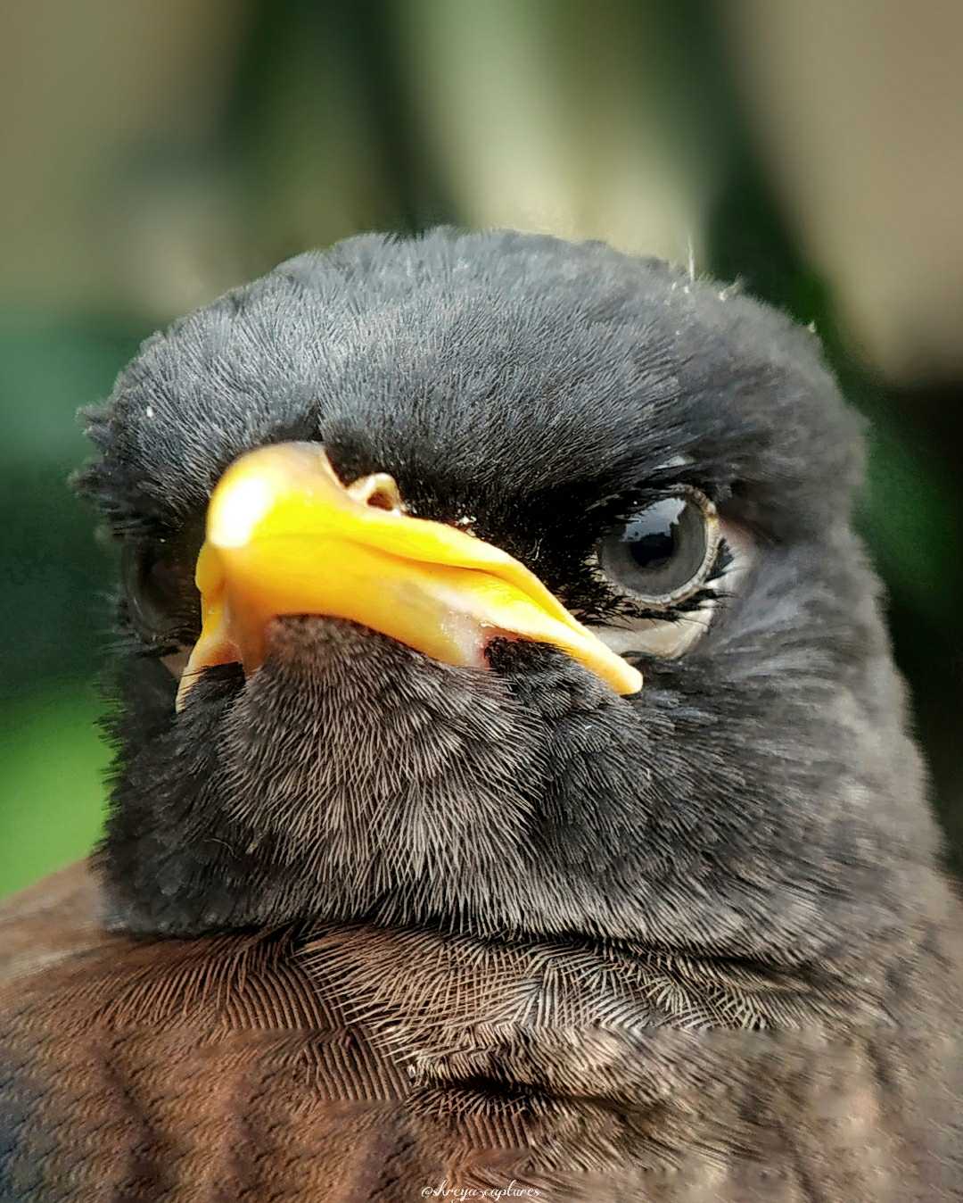 Indian Myna bird 
Or Starling. 🐦

     