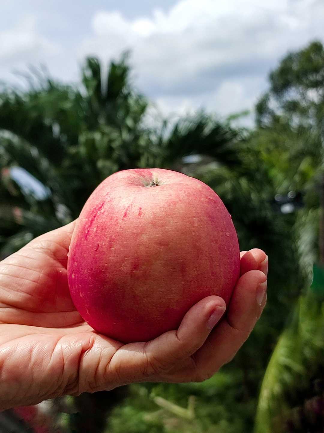 Apel Fuji