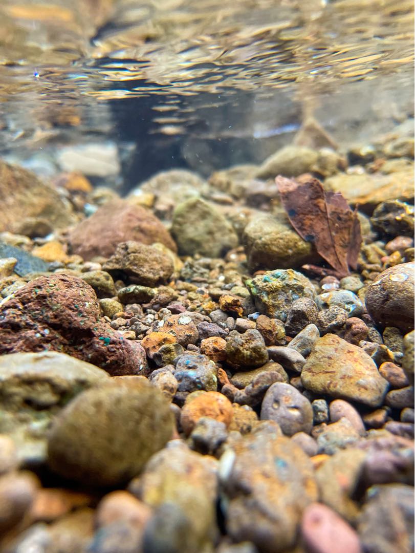 Underwater shots from iPhone 