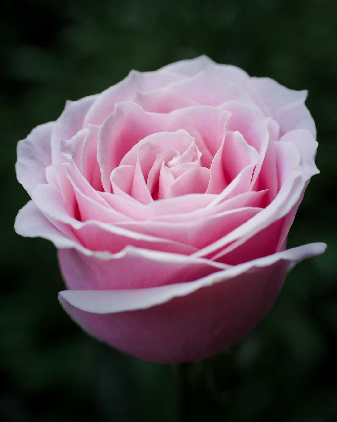pink rose 🌹