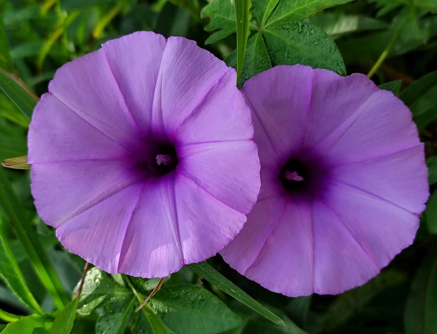 ipomoea flowers
