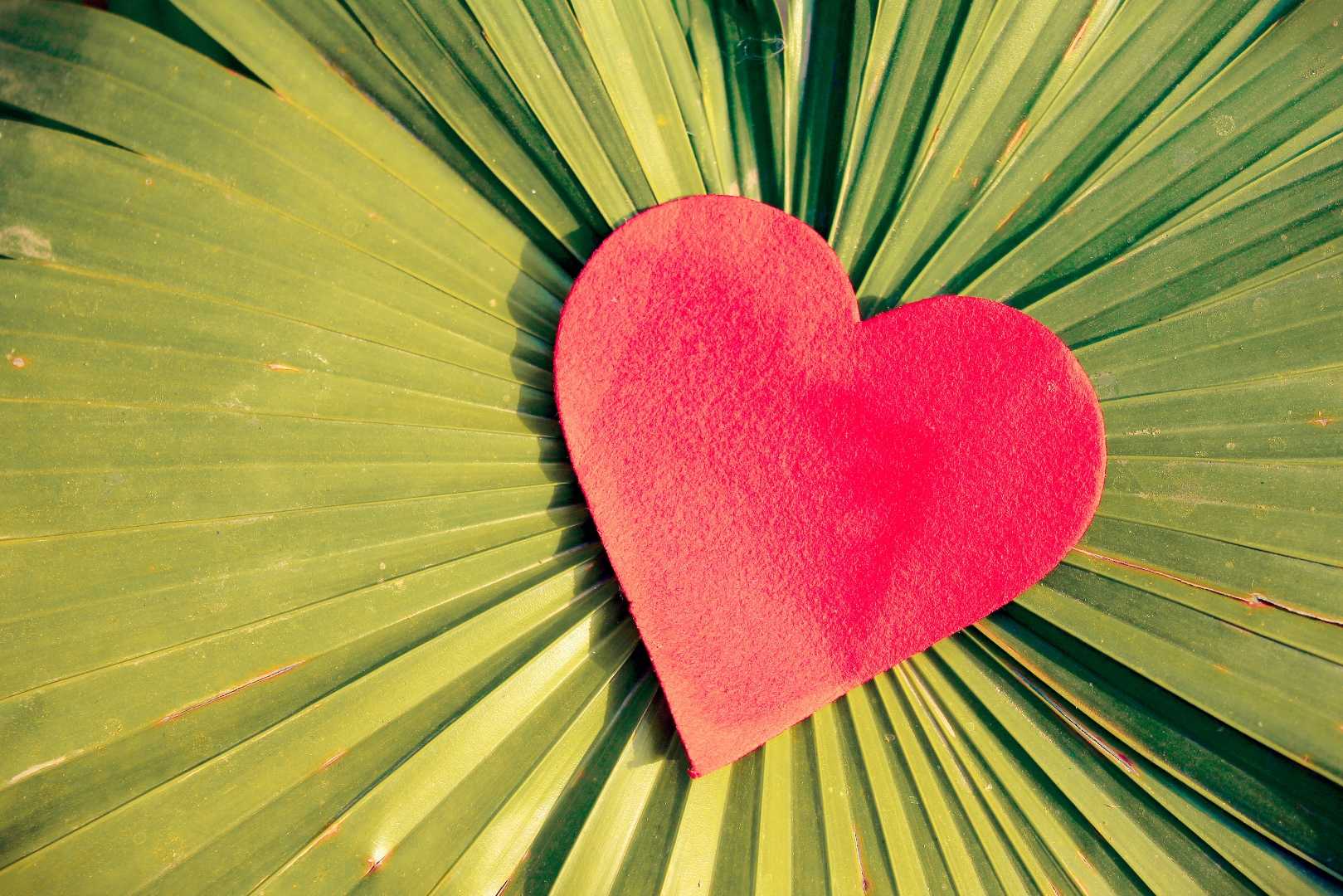 beautiful heart cutout shaped paper on palm plant