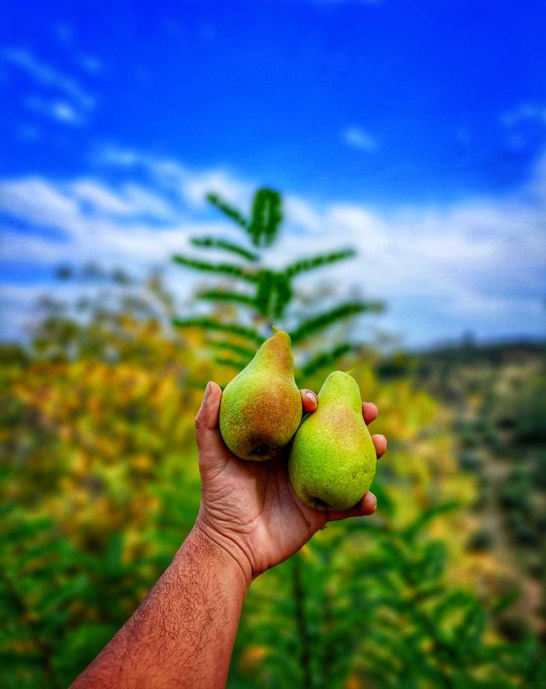 pear