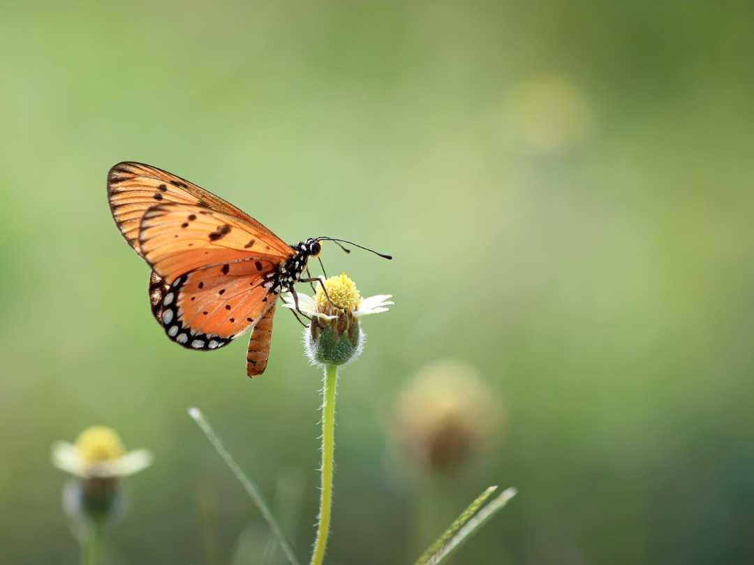 Acraea terpsicore