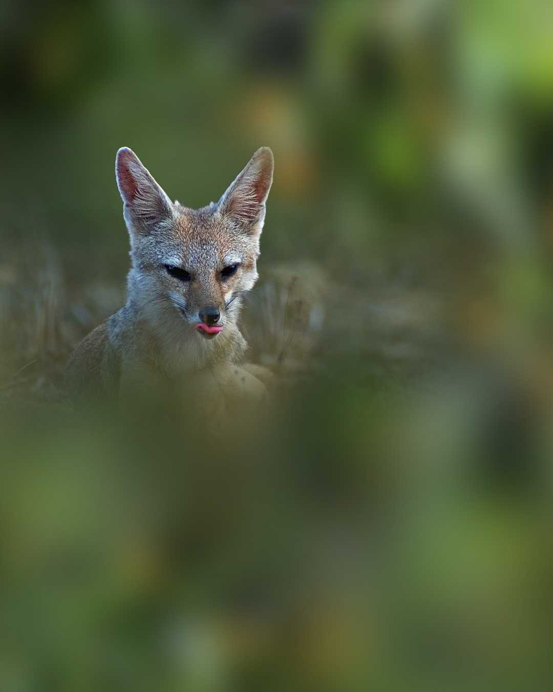 Clever Eyes