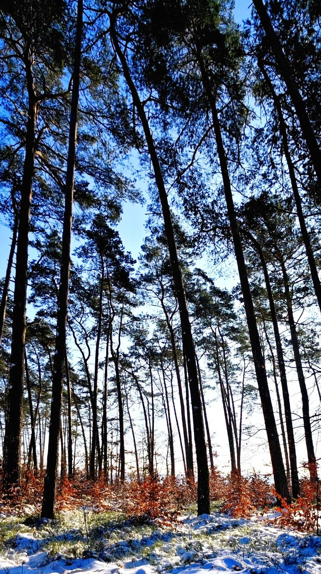 Wood colours 🌲