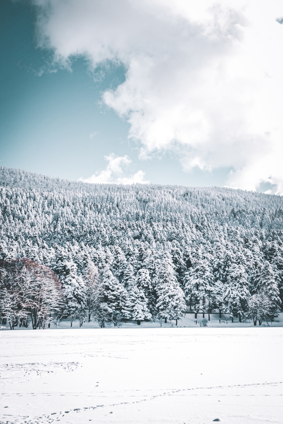 Snow covered forests🤍