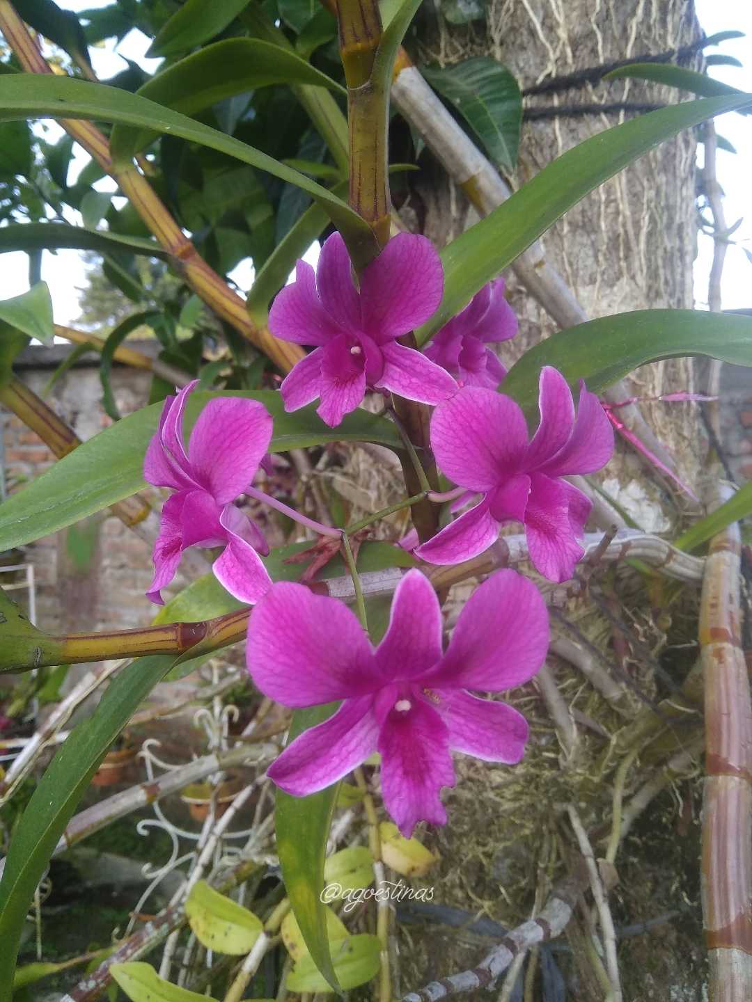 Anggrek Larat 
