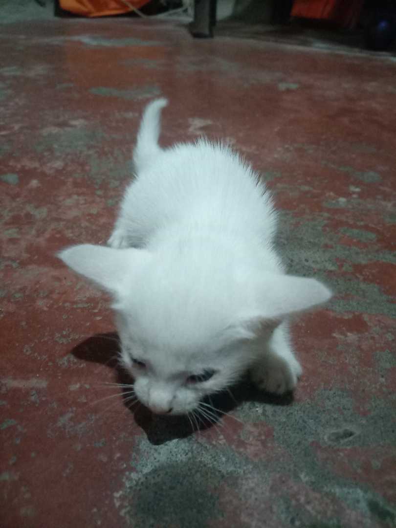 "Our Little Light Fury"
