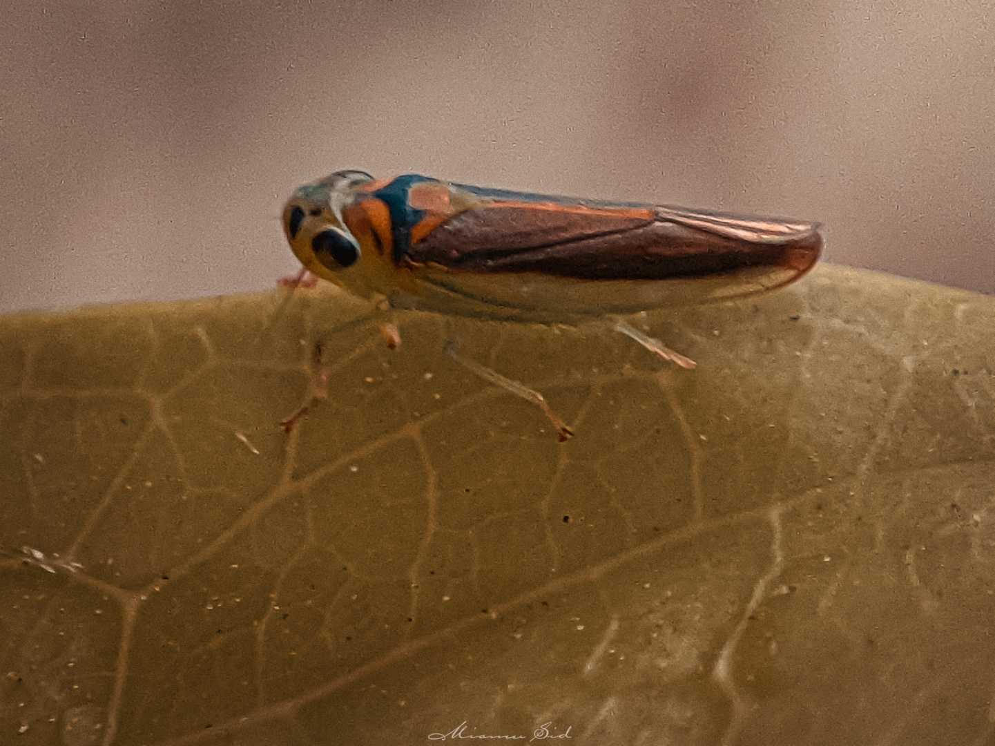 Macrosteles