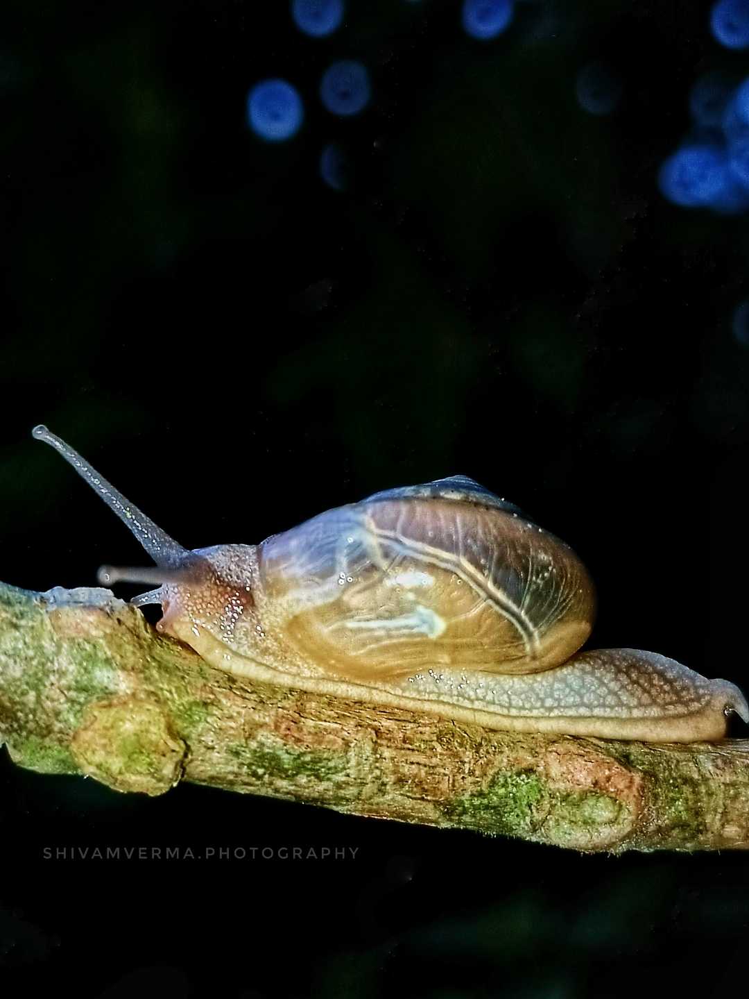 Snail 🐌